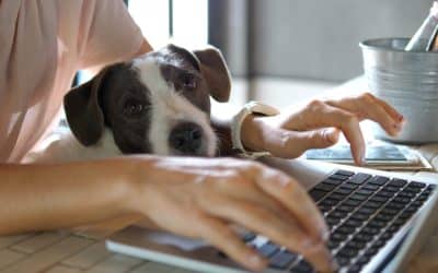 Best IT security practices for working from home